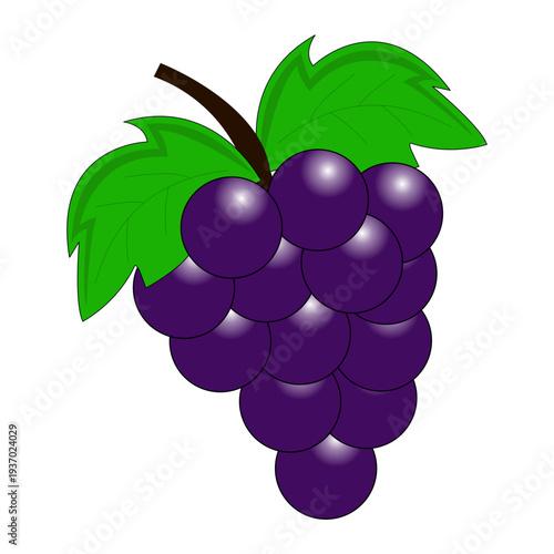 vector illustration of grapes with leaves