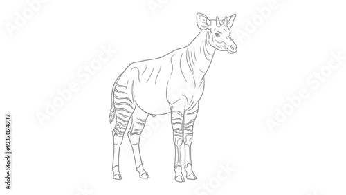 Okapi Line Art: An elegant okapi illustration stands in a serene pose, its striped legs a striking contrast to its smooth, velvety body.