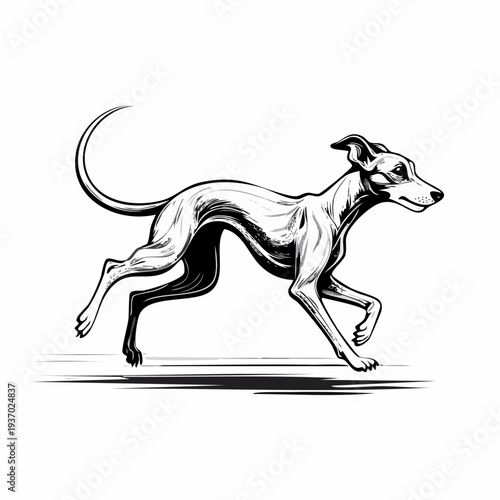 Artistic illustration of a sighthound dog in motion.