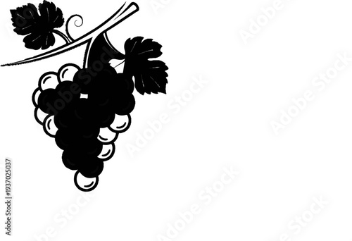 Stylized black grapes with leaves on a vine, illustrated