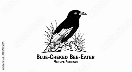 A black and white illustration of a bee-eater bird perched on rocks and grass