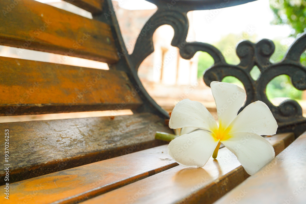 Fototapeta premium White frangipani flower resting on a wooden bench in a peaceful garden. Close up tropical flower with soft natural light and blurred background, creating a calm and relaxing nature scene.