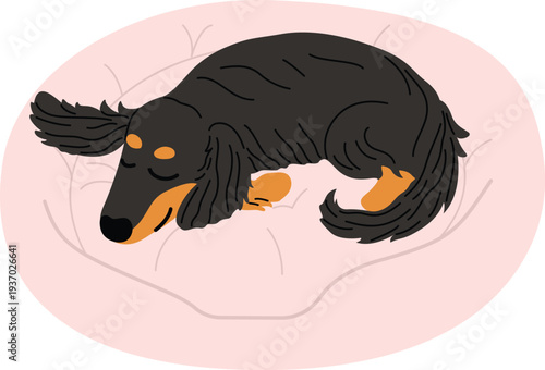 long hair Dachshund sleeping on comfy bed  cute cartoon illustration