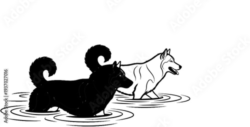 Black and white dogs wading in shallow water, one with curly tail