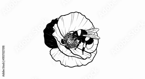 Black and white illustration of a bumblebee on a poppy