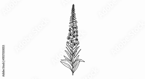 Delicate line drawing of a tall, flowering plant with many small blossoms