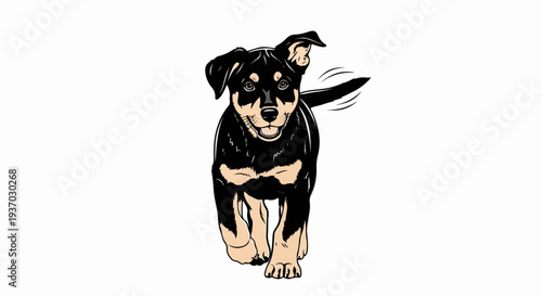 Energetic puppy with black and tan fur, tail wagging, running forward
