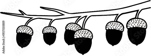 Six acorns hang from a branch, one pair slightly overlapping