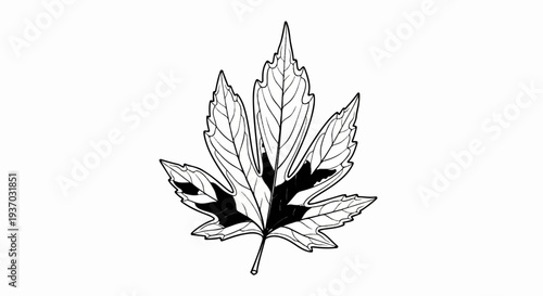 Detailed outline drawing of a maple leaf with black shaded areas