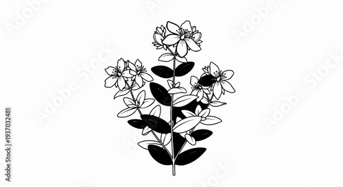 Delicate black and white line drawing of a flowering plant with contrasting solid leaves