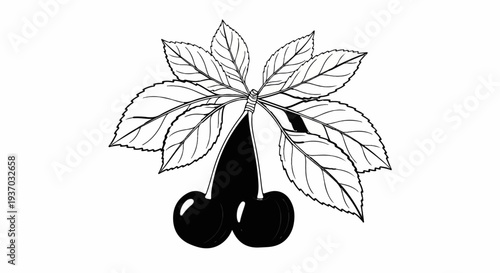 Detailed line drawing of two dark cherries hanging from a branch with leaves
