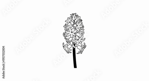 Detailed black and white line art illustration of a hyacinth flower on white background