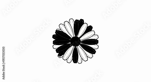 Striking yin-yang flower with bold black and white petals