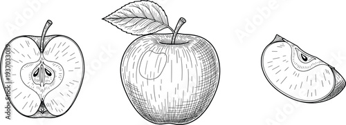 Hand drawn apple set with whole fruit half slice and leaf isolated on white background for vintage botanical food illustration design