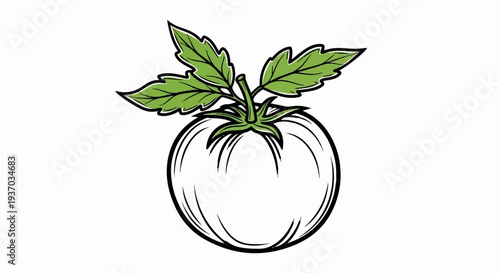 Simple line drawing of a white tomato with green leaves