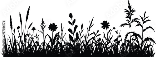 Wild meadow grass and flower silhouette border with natural field plants and weeds, black botanical landscape element isolated on white background, decorative nature vector illustration.