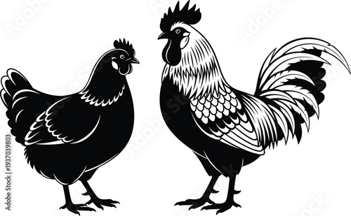Black and white illustration of hen and rooster side by side, showcasing detailed feather patterns, farmyard poultry contrast, educational agricultural artwork for 