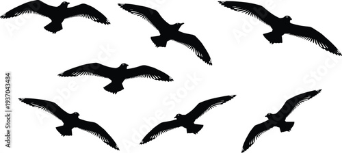 Flying bird silhouettes set, seagull wings spread in sky, wildlife nature flying birds isolated black vector illustration collection design