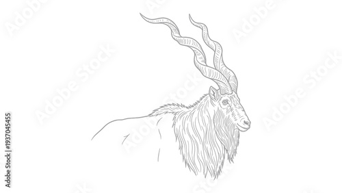 Sketch of Markhor: A detailed monochrome sketch of a majestic Markhor, showcasing the goat's iconic spiral horns, thick fur, and powerful build.