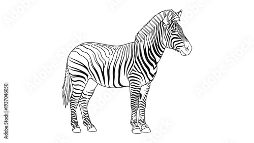 Zebra Standing Portrait: This monochromatic image showcases a lone zebra in a static stance, accentuating its iconic stripe pattern. A captivating portrayal of African wildlife.