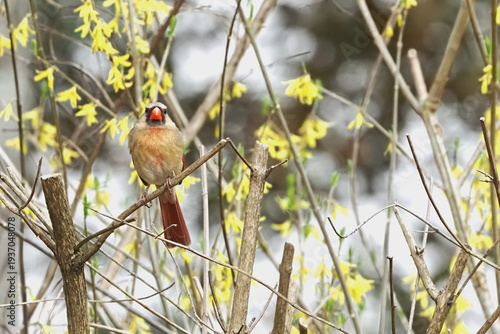 Female northern cardinal perched in forsythia yellow bell shrub, blooming little yellow flowers. 