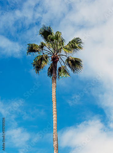 palm tree and blue sky