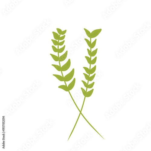 green wheat isolated on white background