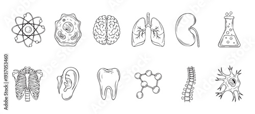 Collection of scientific and biological line drawings for educational content, research presentations, and healthrelated informational graphics for learning and understanding