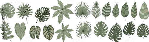 Tropical leaves collection with monstera palm and botanical foliage set hand drawn green jungle plants vector illustration