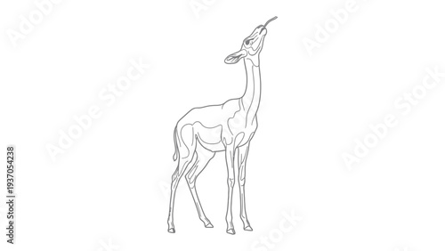 Elegant Outline: A solitary giraffe, captured in a clean, minimalist line drawing, gazes upwards with a stretched neck, emphasizing its graceful form.