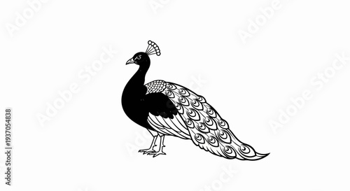 Black and white illustration of a proud peacock with elaborate tail feathers