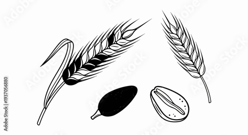 Stylized black and white illustration of wheat stalks and grains