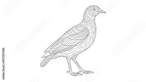 Pencil sketch of a bird: A detailed monochrome illustration captures a bird, showcasing delicate feather and form. The intricate line work breathes life into the avian subject.