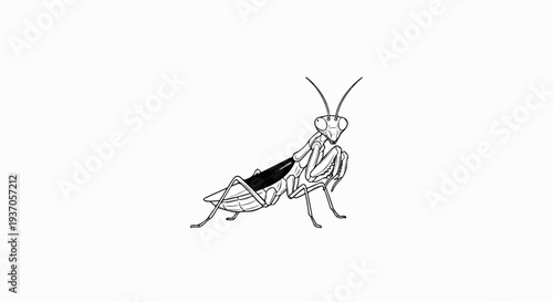Black and white line drawing of a praying mantis with dark shading on its abdomen