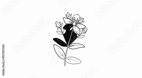 Delicate line art depicts a flowering plant with multiple leaves and buds