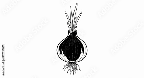 Black and white illustration of a single onion with roots and greens