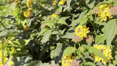 Lantana camara flowers swaying in the wind near the Mediterranean Sea