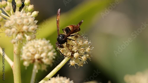 Close-up macro video of wasp collecting nectar on flower, showing insect details, natural ecology and biodiversity.