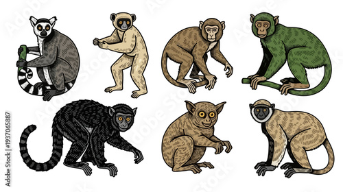 Collection of Various Lemur Species in Detailed Vector Illustration