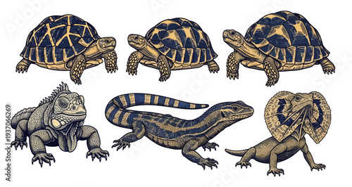 Collection of Detailed Reptile Illustrations Featuring Turtles and Lizards
