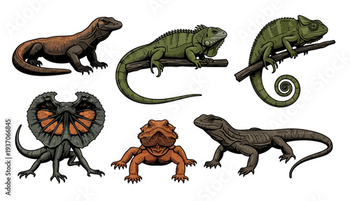 Collection of diverse lizards including iguanas and chameleons on white background