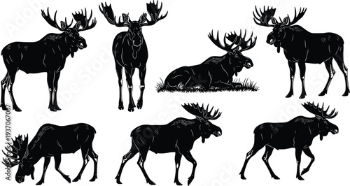 Black moose silhouette set featuring bull moose in various poses including standing, walking, grazing, and resting for nature vector design, isolated on white background.