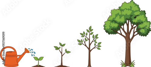 Tree growth stages from seedling to mature plant with watering can, plant life cycle vector illustration isolated on white background.