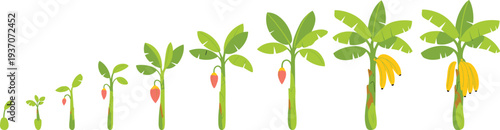 Banana tree growth stages illustration from seedling to fruit bearing plant, tropical agriculture lifecycle concept, banana plant development sequence isolated on white background