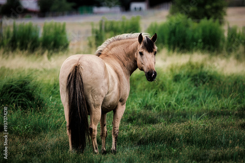Norwegian Fjord horse standing in green pasture looking back at camera