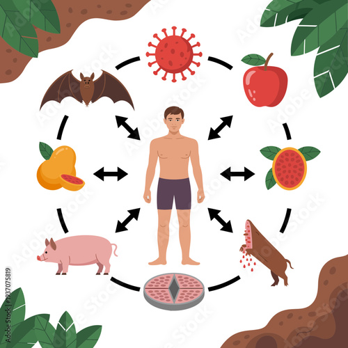 Nipah virus illustration showing transmission cycle from animals to humans