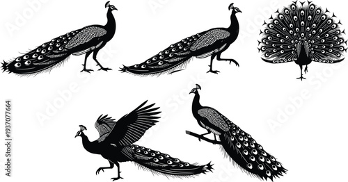 Collection of black peacock silhouettes in various elegant poses including walking, perching, and displaying beautiful fanned tail feathers outdoors.