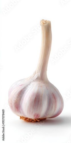Garlic bulb standing on white studio background surface