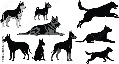Set of dog silhouettes and detailed illustrations in various poses including standing sitting running and lying isolated on white background for pet design use