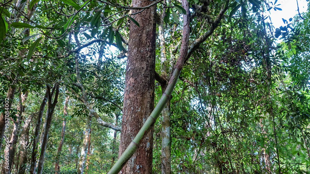 Fototapeta premium A bamboo-like vine climbs high into the tree canopy. Rattan Palm (Calamus). Malacca rainforest.